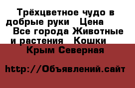 Трёхцветное чудо в добрые руки › Цена ­ 100 - Все города Животные и растения » Кошки   . Крым,Северная